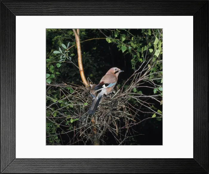 Framed Print : Jay - at nest with young Framed Print : Jay - at nest with young