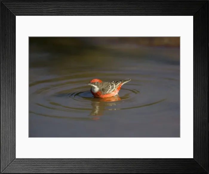 Framed Print : Crimson Chat - bathing in pool - near Ti Tree - Northern Territory - Australia Framed Print : Crimson Chat - bathing in pool - near Ti Tree - Northern Territory - Australia