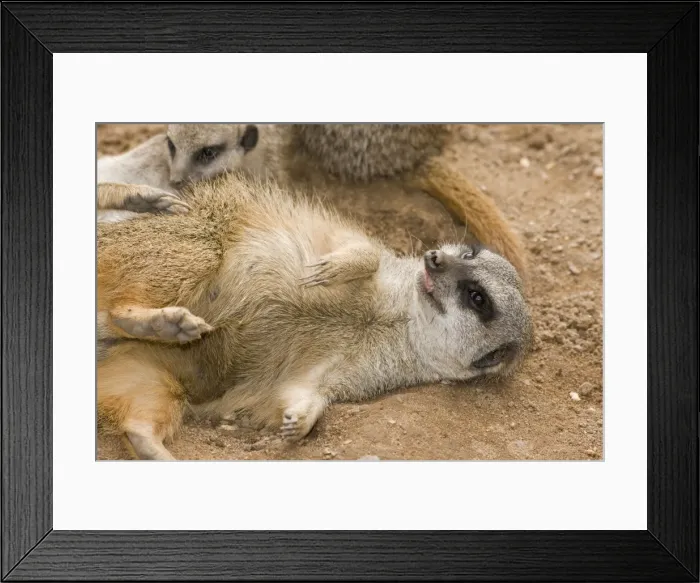 Framed Print : Meerkat - lying down on back with claws outstretched Framed Print : Meerkat - lying down on back with claws outstretched
