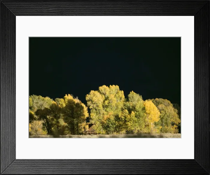 Framed Print : Autumn trees with stormy sky - Grand Teton NP - USA