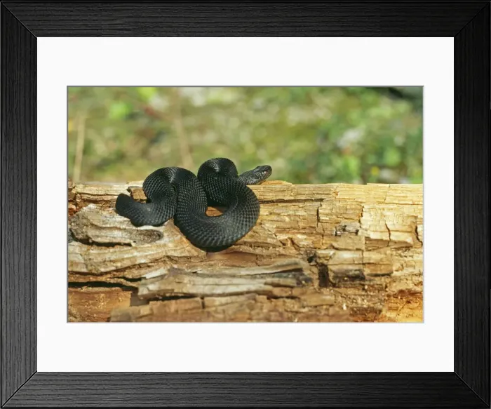 Framed Print : Black Adder Framed Print : Black Adder
