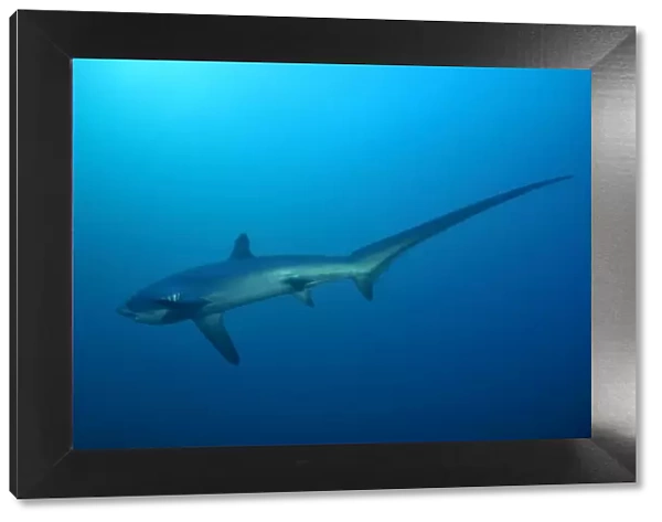 Thresher  /  Foxtail Shark - usually lives at depths over 200m & only sighted rarely - The Common Thresher Shark ranges in size from 16. 5 to 20ft long - Feeds on Squid & Fish corraling them with its elongated tail  /  stunning them with slaps