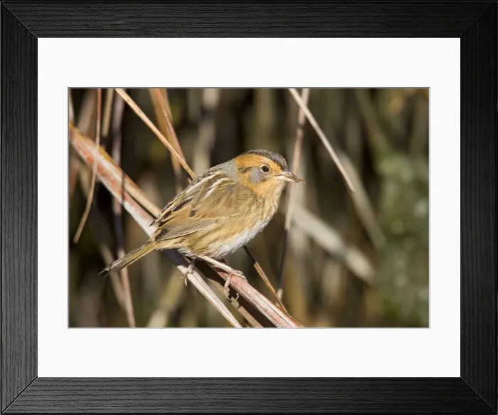 Framed Print : Nelson's / Nelson's Sharp-tailed Sparrow - in fall migration in spartina grass - October - Connecticut - USA Framed Print : Nelson's / Nelson's Sharp-tailed Sparrow - in fall migration in spartina grass - October - Connecticut - USA