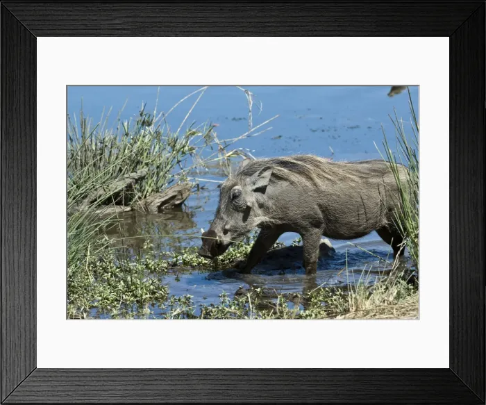 Framed Print : Warthog - in waterhole - Mashatu Game Reserve - Botswana Framed Print : Warthog - in waterhole - Mashatu Game Reserve - Botswana
