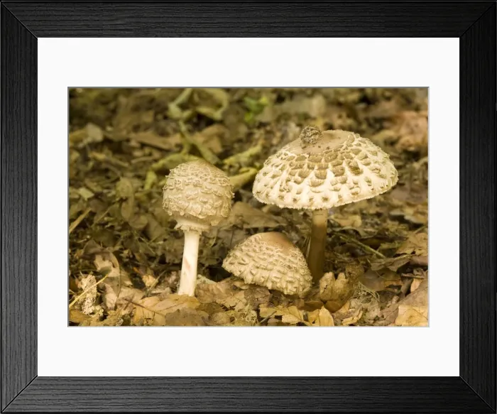 Framed Print : Shaggy Parasol - on woodland floor - Lincolnshire - UK Framed Print : Shaggy Parasol - on woodland floor - Lincolnshire - UK