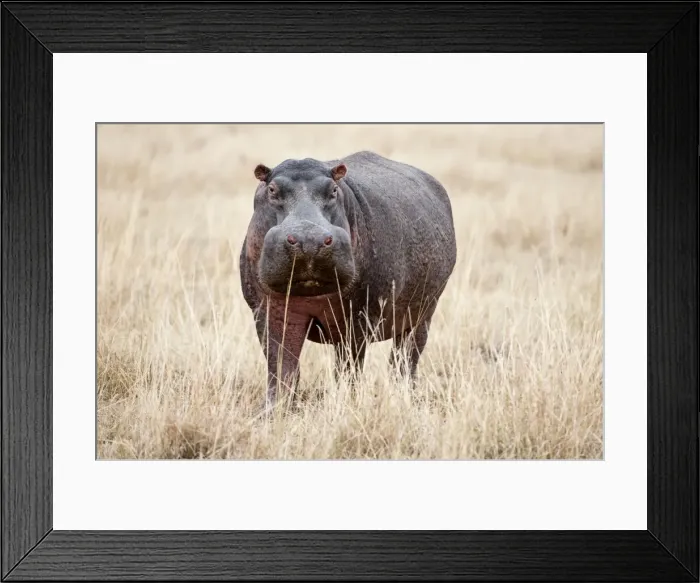 Framed Print : Hippopotamus - standing among dry grass - Masai Mara Kenya Framed Print : Hippopotamus - standing among dry grass - Masai Mara Kenya