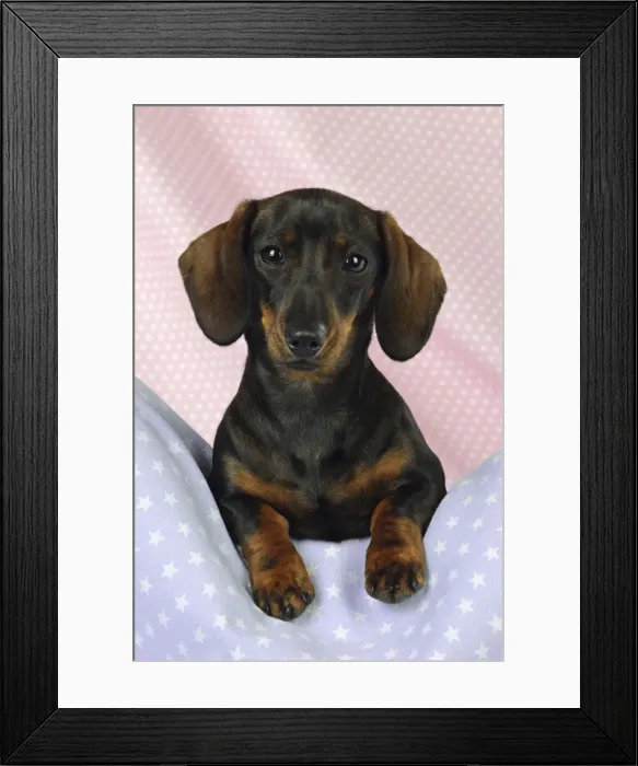 Framed Print : DOG. Smooth haired minature dachsund on pink and blue blankets Framed Print : DOG. Smooth haired minature dachsund on pink and blue blankets