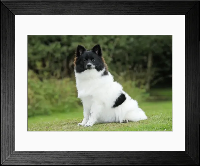 Framed Print : DOG. German Spitz Mittel Framed Print : DOG. German Spitz Mittel