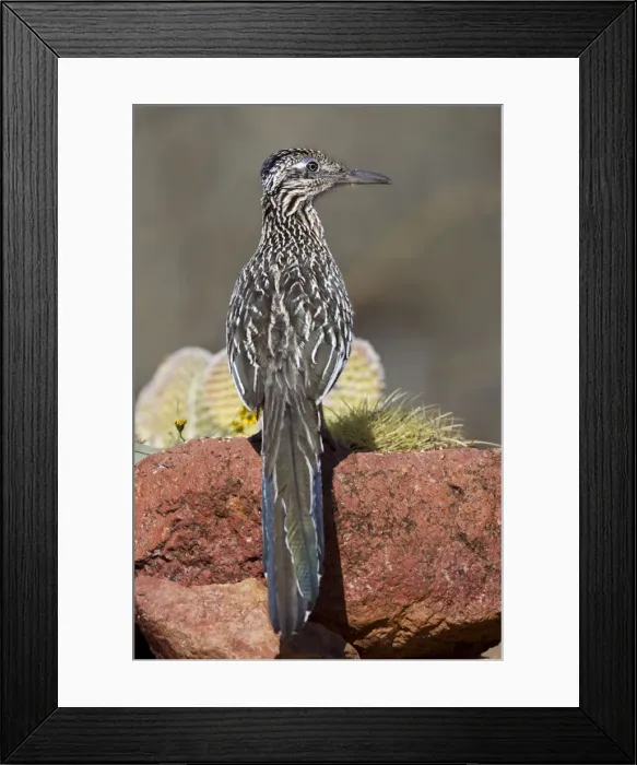 Framed Print : Greater Roadrunner - Southeastern Arizona - March - USA Framed Print : Greater Roadrunner - Southeastern Arizona - March - USA