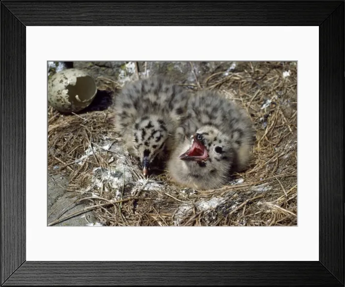 Framed Print : Lesser Black-backed Gull - young in nest Framed Print : Lesser Black-backed Gull - young in nest