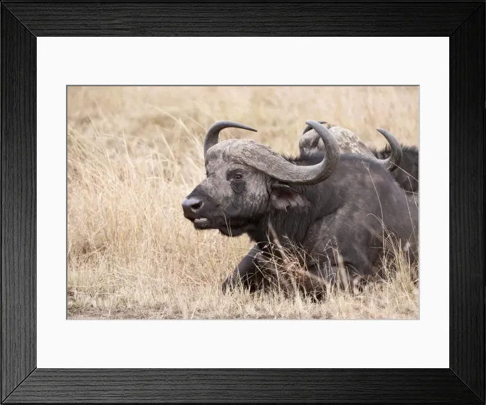 Framed Print : African Buffalo - lying in dry grass chewing cud - Masai Mara - Kenya Framed Print : African Buffalo - lying in dry grass chewing cud - Masai Mara - Kenya