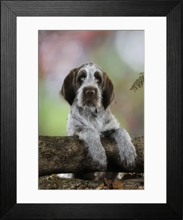 Framed Print : DOG. Spinone puppy looking over a log Framed Print : DOG. Spinone puppy looking over a log