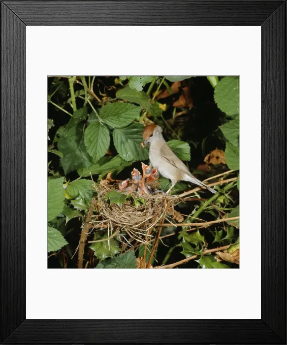 Framed Print : Blackcap - female feeding chicks at nest Framed Print : Blackcap - female feeding chicks at nest
