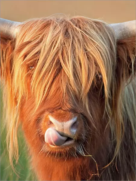 Highland Cattle - licking lips - Norfolk grazing marsh - UK