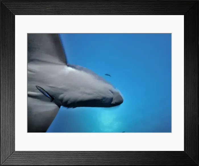 Framed Print : Thresher / Foxtail Shark - usually lives at depths over 200m & only sighted rarely - The Common Thresher Shark ranges in size from 16. 5 to 20ft long - Feeds on Squid & Fish corraling them with its elongated tail / stunning them with slaps Framed Print : Thresher / Foxtail Shark - usually lives at depths over 200m & only sighted rarely - The Common Thresher Shark ranges in size from 16. 5 to 20ft long - Feeds on Squid & Fish corraling them with its elongated tail / stunning them with slaps