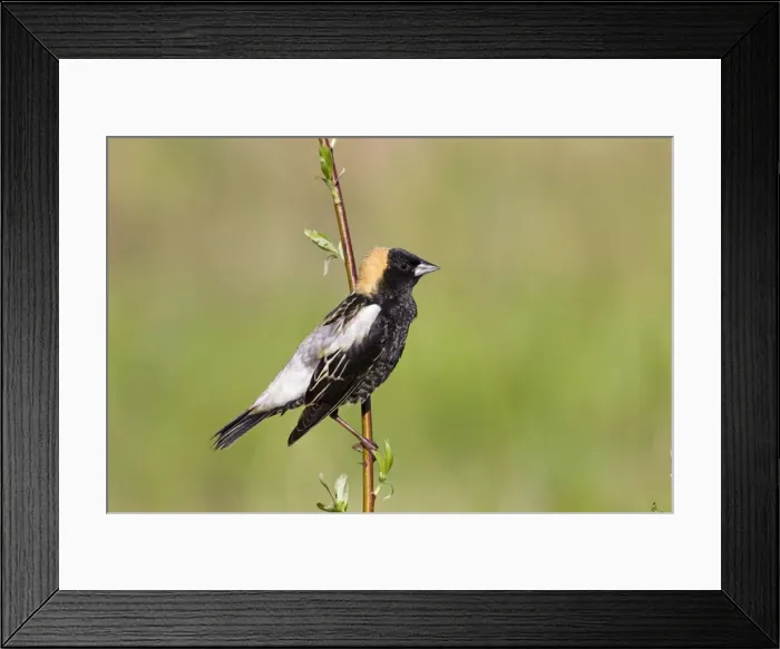 Framed Print : Bobolink male on territory in Connecticut in May. USA Framed Print : Bobolink male on territory in Connecticut in May. USA