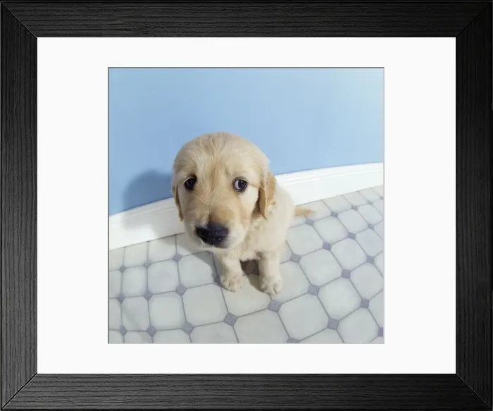 Framed Print : Golden Retriever Dog - puppy - fish-eye lense Framed Print : Golden Retriever Dog - puppy - fish-eye lense