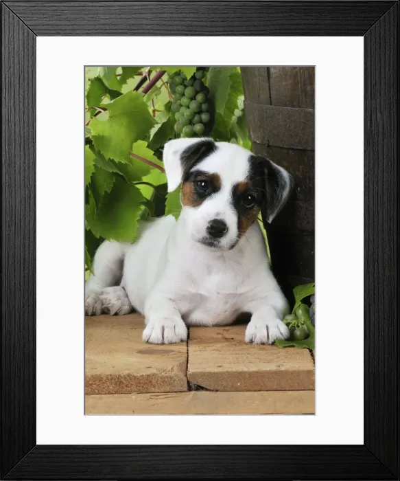 Framed Print : DOG. Parson jack russell terrier puppy next to barrel with grapes Framed Print : DOG. Parson jack russell terrier puppy next to barrel with grapes
