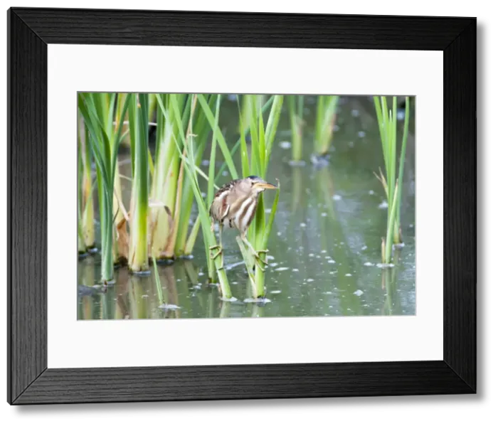 Framed Print : Little Bittern - female on reeds - Lesvos Framed Print : Little Bittern - female on reeds - Lesvos