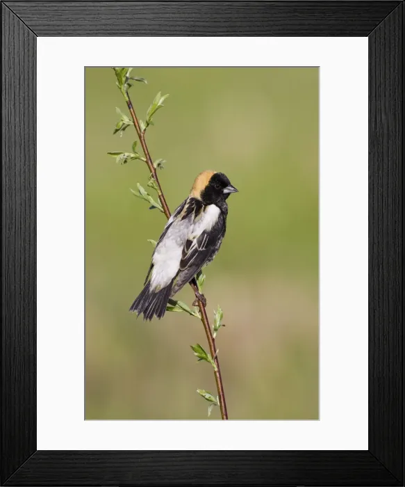 Framed Print : Bobolink male on territory in Connecticut in May. USA Framed Print : Bobolink male on territory in Connecticut in May. USA