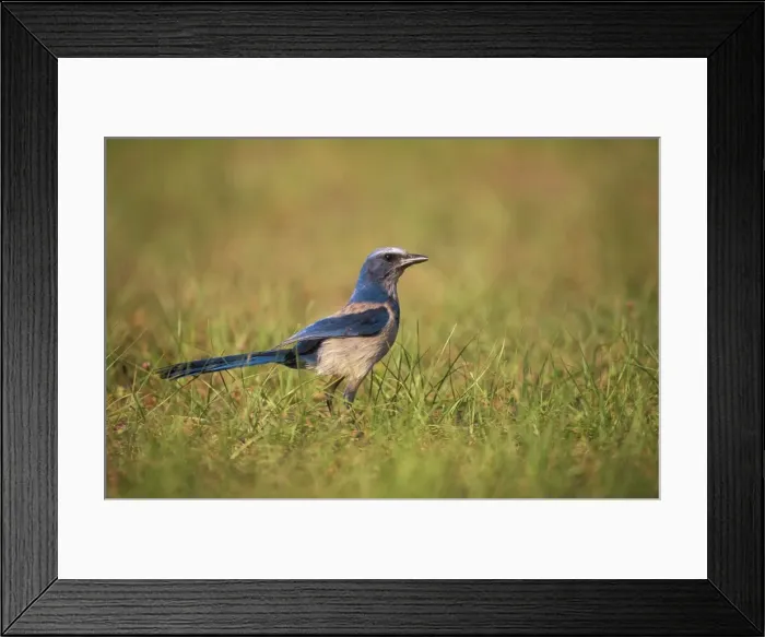 Framed Print : Florida Scrub Jay - Oscer Scherer State Park Framed Print : Florida Scrub Jay - Oscer Scherer State Park