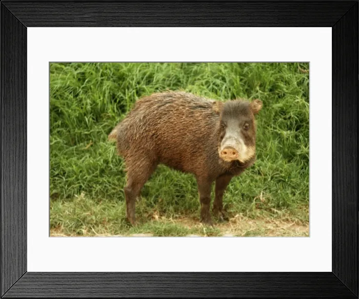 Framed Print : White-lipped Peccary HDD 220 Peru Tayassu albirostris © Hans D. Dossenbach / ARDEA LONDON Framed Print : White-lipped Peccary HDD 220 Peru Tayassu albirostris © Hans D. Dossenbach / ARDEA LONDON