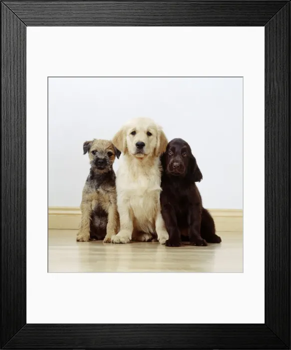 Framed Print : Dogs - 3 puppies. Border Terrier, Labrador, Spaniel Framed Print : Dogs - 3 puppies. Border Terrier, Labrador, Spaniel