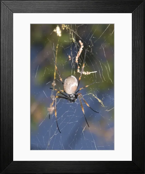 Framed Print : Golden Orb Weaver spider - male approaches a female from above, hoping to mate with her. His swollen black pedipalps contain a sperm bundle transferred from his reproductive organs; this is rapidly injected into the female's body Framed Print : Golden Orb Weaver spider - male approaches a female from above, hoping to mate with her. His swollen black pedipalps contain a sperm bundle transferred from his reproductive organs; this is rapidly injected into the female's body