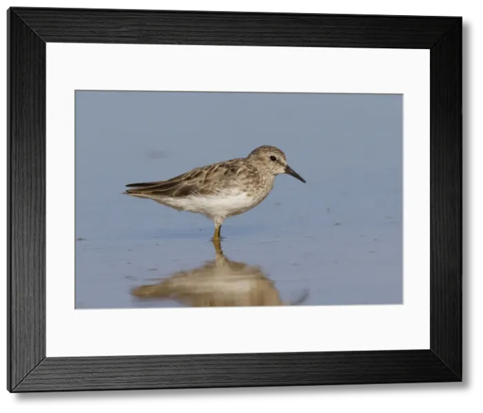 Framed Print : Least Sandpiper - Southeast Arizona in March - USA Framed Print : Least Sandpiper - Southeast Arizona in March - USA