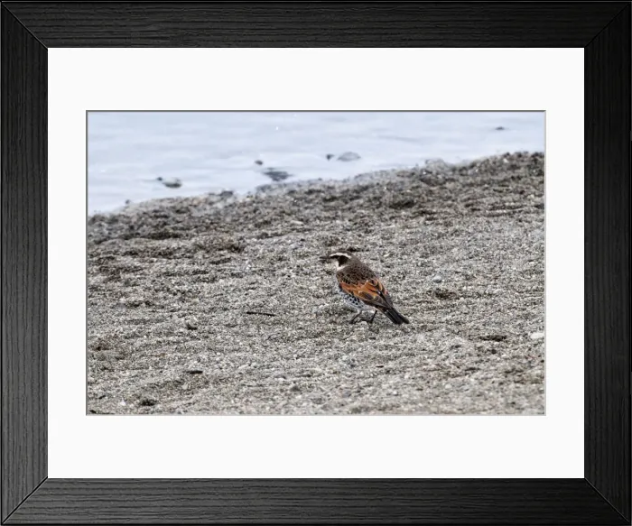 Framed Print : Dusky Thrush - on ground with water in background - Hokkaido Island - Japan Framed Print : Dusky Thrush - on ground with water in background - Hokkaido Island - Japan