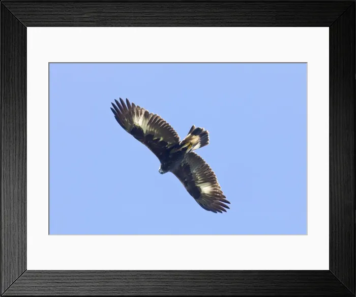 Framed Print : Golden Eagle - in flight - Connecticut - October - USA Framed Print : Golden Eagle - in flight - Connecticut - October - USA