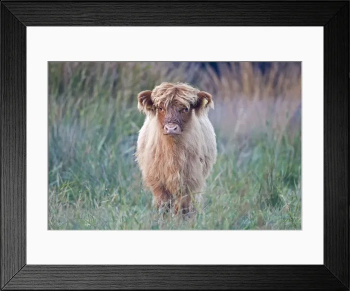 Framed Print : Highland Cattle - Norfolk grazing marsh - UK Framed Print : Highland Cattle - Norfolk grazing marsh - UK
