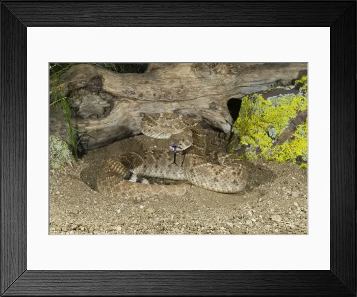 Framed Print : Western Diamondback Rattlesnake - controlled subject - Arizona - USA Framed Print : Western Diamondback Rattlesnake - controlled subject - Arizona - USA