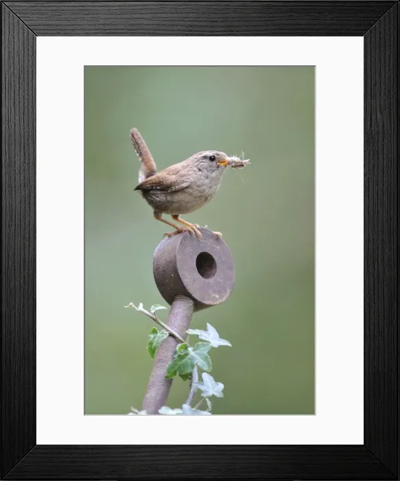 Framed Print : Wren - with food in mouth Framed Print : Wren - with food in mouth