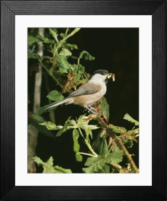 Framed Print : Willow Tit - with insects in mouth Framed Print : Willow Tit - with insects in mouth