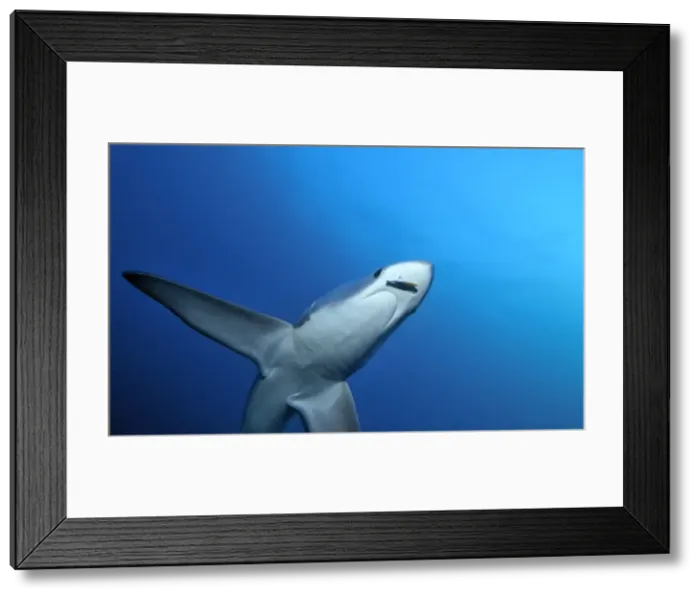 Framed Print : Thresher / Foxtail Shark - usually lives at depths over 200m & only sighted rarely - The Common Thresher Shark ranges in size from 16. 5 to 20ft long - Feeds on Squid & Fish corraling them with its elongated tail / stunning them with slaps Framed Print : Thresher / Foxtail Shark - usually lives at depths over 200m & only sighted rarely - The Common Thresher Shark ranges in size from 16. 5 to 20ft long - Feeds on Squid & Fish corraling them with its elongated tail / stunning them with slaps