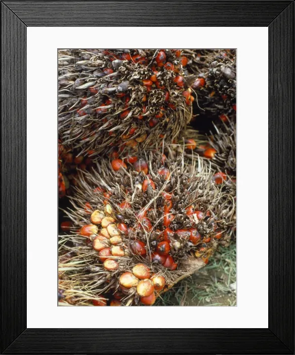 Framed Print : Oil Palm - fruit bunches Framed Print : Oil Palm - fruit bunches