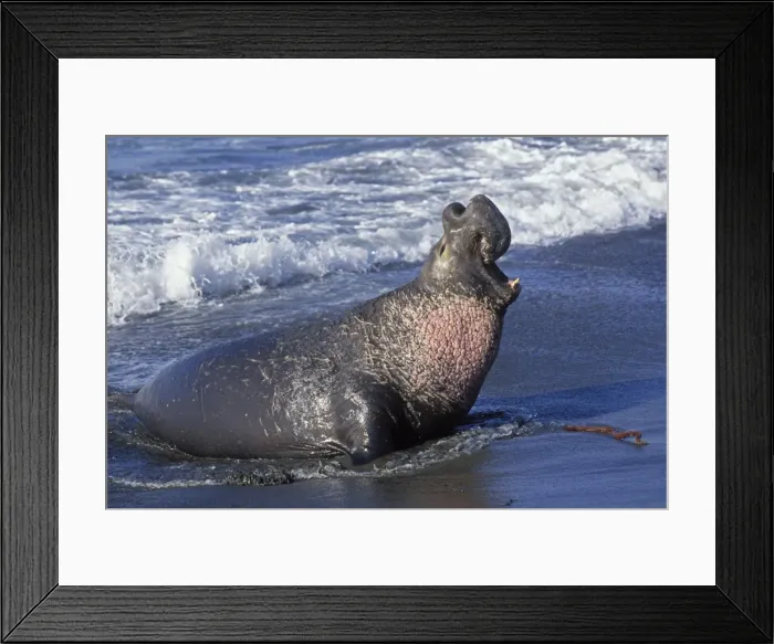 Framed Print : Northern Elephant Seal - adult male bellowing on the beach - Piedras Blancas colony - California coast - North America - Pacific Ocean Framed Print : Northern Elephant Seal - adult male bellowing on the beach - Piedras Blancas colony - California coast - North America - Pacific Ocean