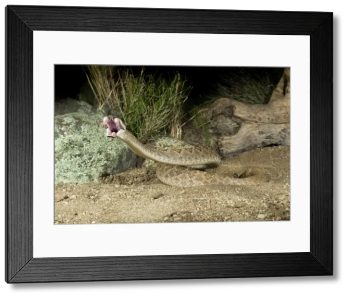 Framed Print : Western Diamondback Rattlesnake - striking - controlled subject - Arizona - USA Framed Print : Western Diamondback Rattlesnake - striking - controlled subject - Arizona - USA