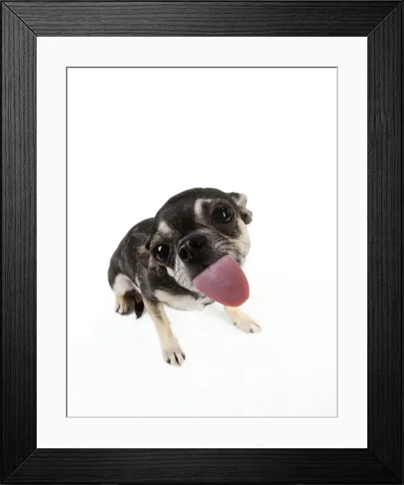 Framed Print : DOG. Chihuahua licking the screen Framed Print : DOG. Chihuahua licking the screen