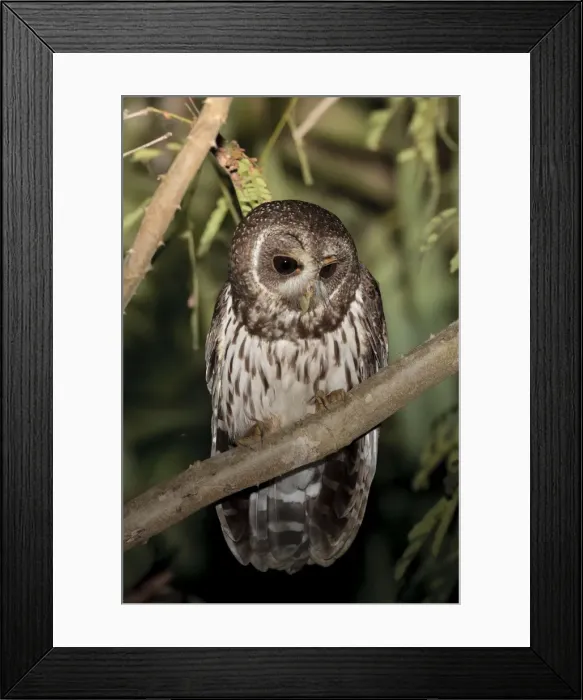 Framed Print : Mottled Owl - Nayarit - Mexico in March Framed Print : Mottled Owl - Nayarit - Mexico in March