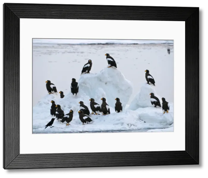 Framed Print : Steller's Sea Eagle - group of sixteen - on ice floe - Hokkaido Island - Japan Framed Print : Steller's Sea Eagle - group of sixteen - on ice floe - Hokkaido Island - Japan