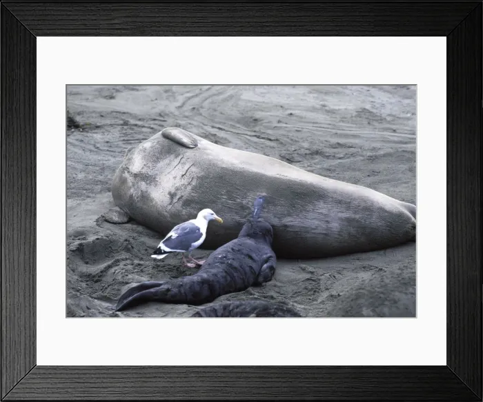 Framed Print : Northern Elephant Seal - pup nursing and Western Gull waiting to steal some milk - Piedras Blancas colony - California coast - North America - Pacific Ocean