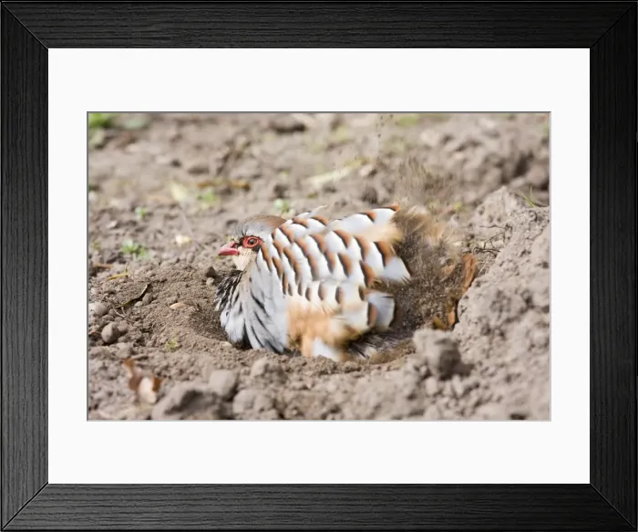 Framed Print : Red Legged Partridge - having dust bath in earth scrape - Norfolk UK Framed Print : Red Legged Partridge - having dust bath in earth scrape - Norfolk UK