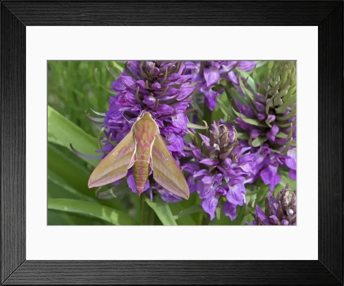 Framed Print : Elephant Hawkmoth - on southern marsh orchid - Lincolnshire - England Framed Print : Elephant Hawkmoth - on southern marsh orchid - Lincolnshire - England