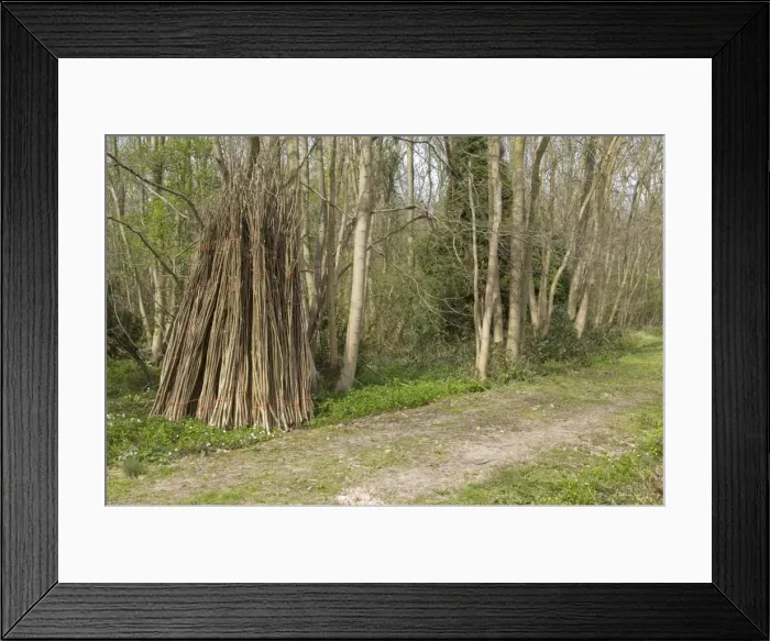Framed Print : Hazel coppiced poles - stacked ready for collection at side of woodland ride - Garmston Wood - Nottinghamshire - UK Framed Print : Hazel coppiced poles - stacked ready for collection at side of woodland ride - Garmston Wood - Nottinghamshire - UK