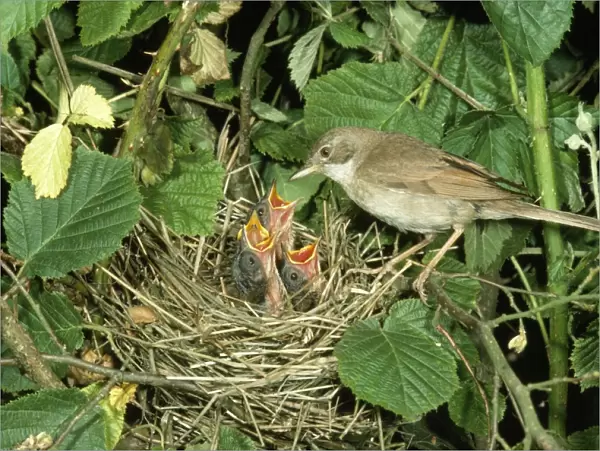 Whitethroat - at nest feeding young