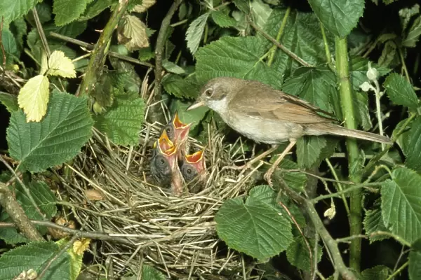 Whitethroat - at nest feeding young