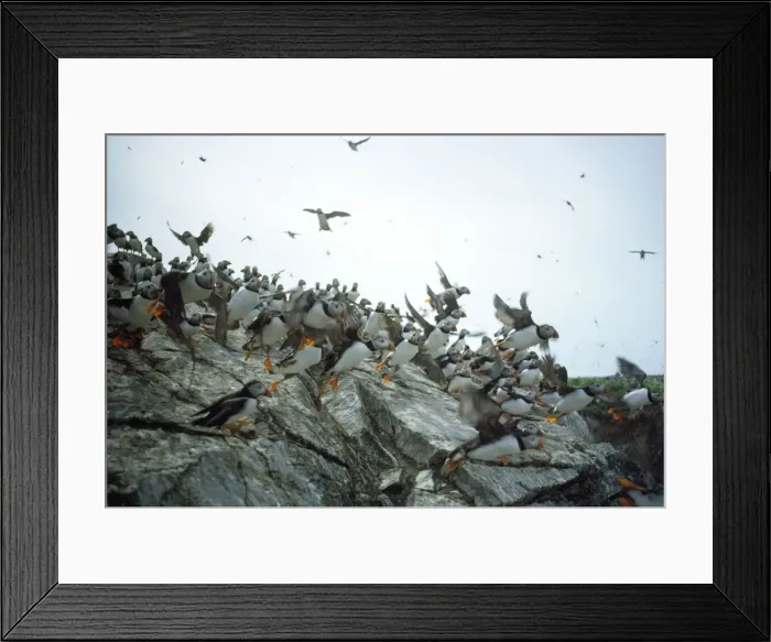 Framed Print : Sule Skerry Puffins - on Sule Skerry - North Atlanic Framed Print : Sule Skerry Puffins - on Sule Skerry - North Atlanic