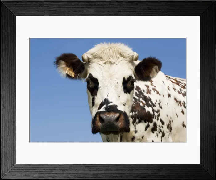 Framed Print : Closeup of head Normande tri-coloured cow Normandy France